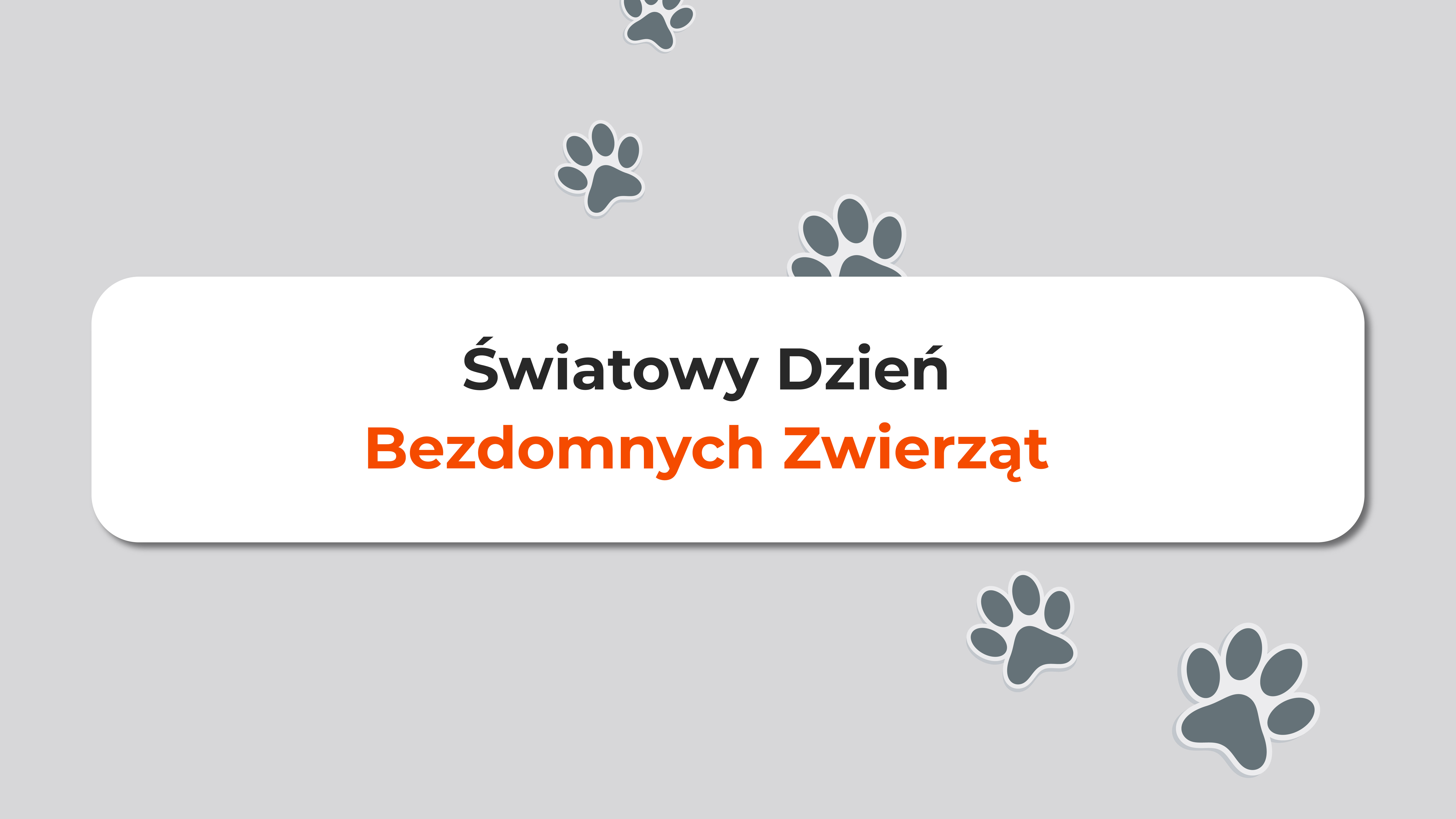 światowy dzień zwierząt bezdomnych