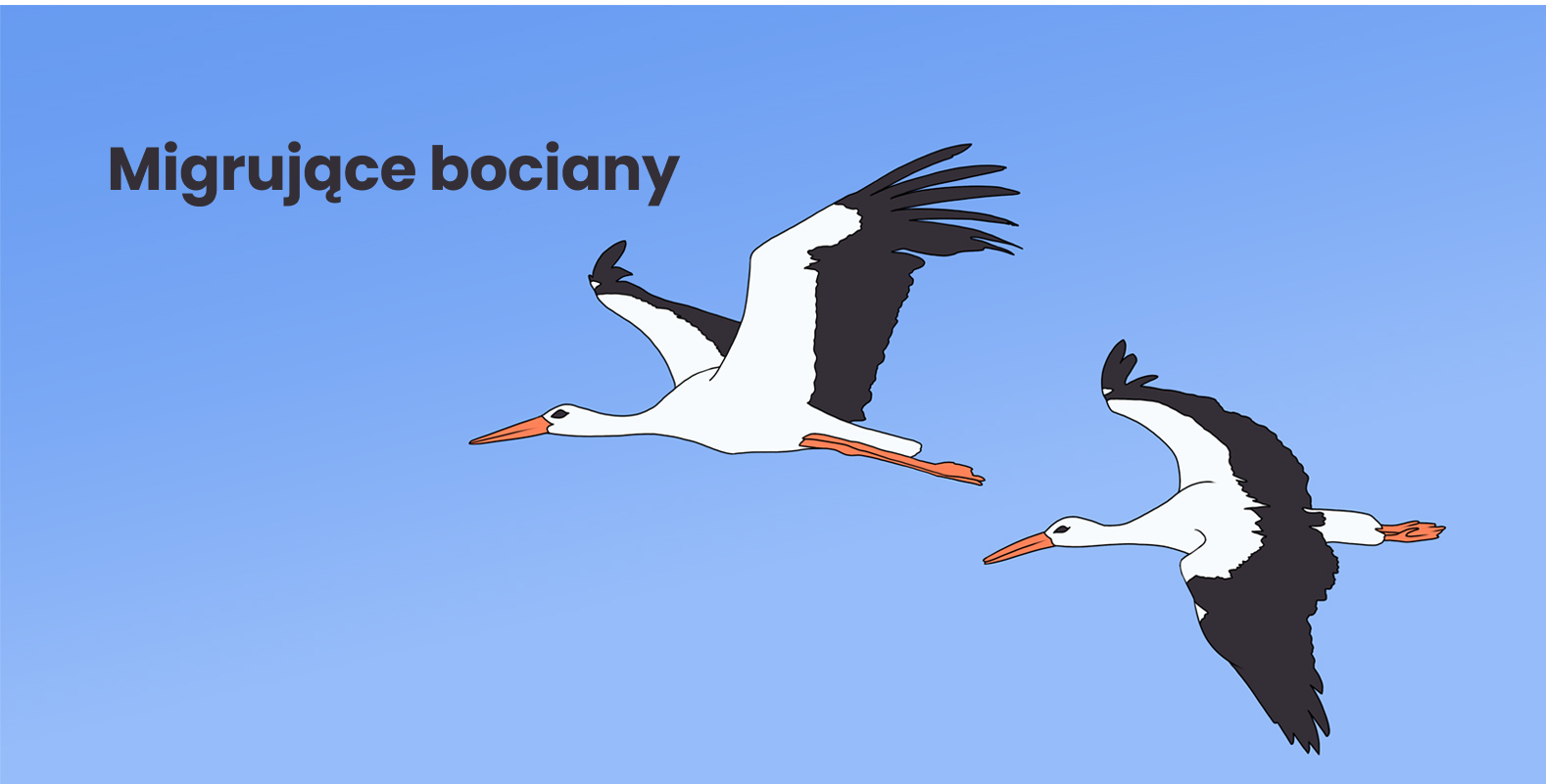 Co roku bociany kierowane instynktem i zmieniającą się pogodą, wybierają się w długą podróż. Ale tak właściwie dlaczego ptaki migrują?