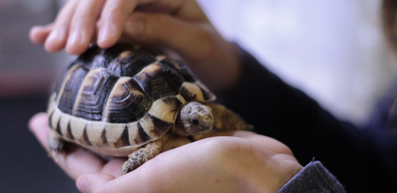 Światowy Dzień Żółwia – co wiesz o tych zwierzętach?